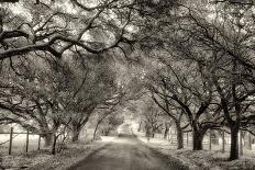 Canopy-Lucy Aron-Photographic Print