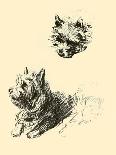 Timothy Black-Scottish Terrier-Lucy Dawson-Art Print
