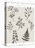 Botanical Collection - Meadow-Lucy Francis-Stretched Canvas