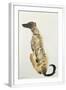 Chelsea White