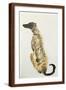 Brown Frame