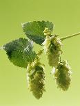 Sprig of Hops-Ludger Rose-Mounted Photographic Print