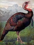 The Wild American Turkey Cock, Illustration from 'Cassell's Poultry Book', Engraved by Vincent…-Ludlow (After)-Stretched Canvas