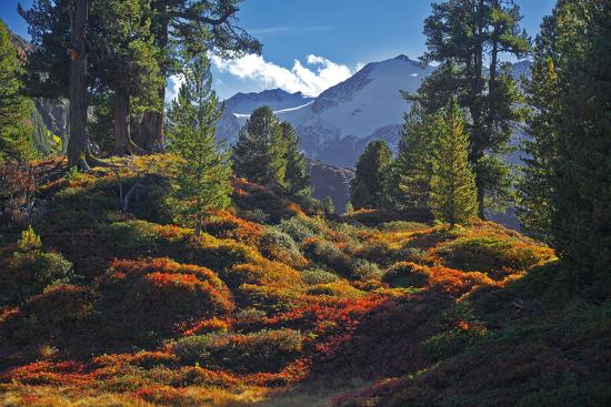 Premium Photographic Print, , large