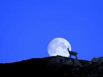 Gämse with Full Moon (M)-Ludwig Mallaun-Photographic Print
