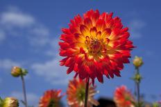 Garden Dahlia-Ludwig Mallaun-Photographic Print