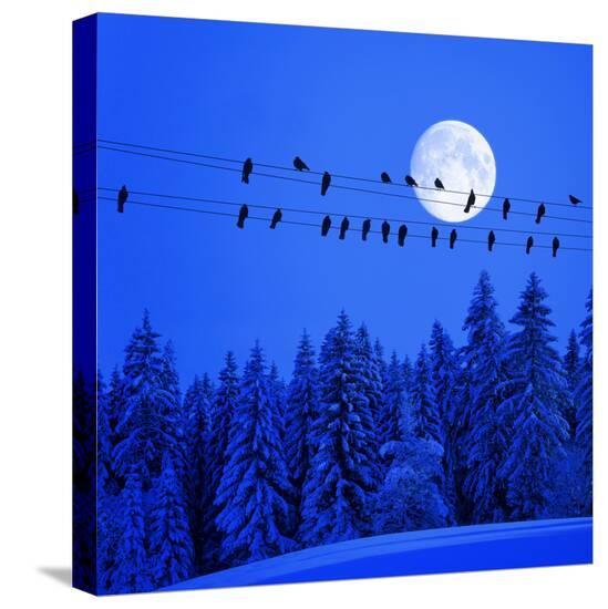 Stretched Canvas Print, , large