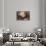 Ludwig Van Beethoven Composing-null-Stretched Canvas displayed on a wall