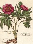 Giant Peony I-Ludwig Van Houtte-Stretched Canvas
