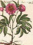 Giant Peony I-Ludwig Van Houtte-Art Print