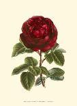 Magnificent Rose II-Ludwig Van Houtte-Framed Art Print