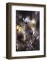 Lueur d'Automne-Fabien BRAVIN-Framed Photographic Print