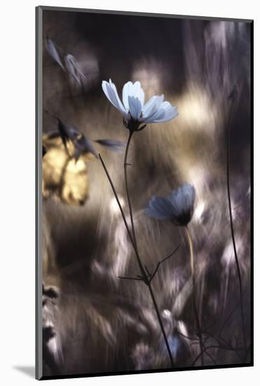 Lueur d'Automne-Fabien BRAVIN-Mounted Photographic Print