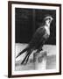 Lugger Falcon-null-Framed Photographic Print