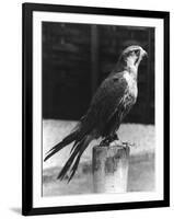 Lugger Falcon-null-Framed Photographic Print