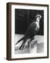 Lugger Falcon-null-Framed Photographic Print