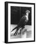 Lugger Falcon-null-Framed Photographic Print