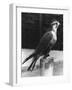 Lugger Falcon-null-Framed Photographic Print