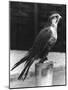 Lugger Falcon-null-Mounted Photographic Print