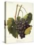 Luglienga Nera Grape by a Kreyder-null-Stretched Canvas