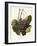 Luglienga Nera Grape by a Kreyder-null-Framed Giclee Print