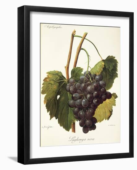 Luglienga Nera Grape by a Kreyder-null-Framed Giclee Print
