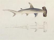 A Hammer-Headed Shark, Loheia, Formerly Attributed to James Bruce (1730-94)-Luigi Balugani-Framed Stretched Canvas