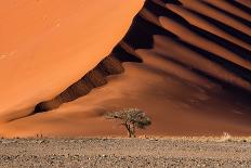 The Dune and the Tree-Luigi Ruoppolo-Framed Photographic Print