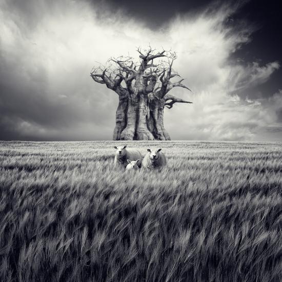 Photographic Print, , large