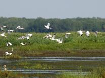 Everglades Reservoirs-Luis M. Alvarez-Framed Stretched Canvas