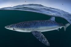 Blue shark (Prionace glauca) female off the coast of Portugal. August.-Luis Quinta-Photographic Print