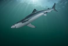 Blue shark (Prionace glauca) female off the coast of Portugal. August.-Luis Quinta-Photographic Print