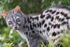 Common Genet (Genetta Genetta) Portrait, Arrabida Natural Park, Portugal, March-Luis Quinta-Photographic Print