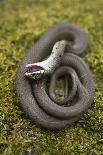 Grass Snake (Natrix Natrix) Juvenile Playing Dead, Alvao, Portugal, April-Luis Quinta-Photographic Print