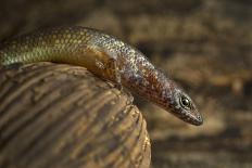 Guinea lidless skink Principe Island, Democratic Republic of Sao Tome and Principe, Gulf of Guinea-Luis Quinta-Photographic Print