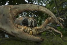 Grass Snake (Natrix Natrix) Juvenile Playing Dead, Alvao, Portugal, April-Luis Quinta-Stretched Canvas