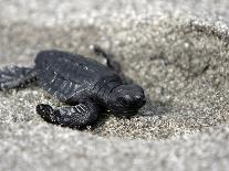 APTOPIX El Salvador Turtles Released-Luis Romero-Laminated Photographic Print
