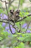 Family of White-Tufted-Ear Marmosets (Callithrix Jacchus) with a Baby-Luiz Claudio Marigo-Laminated Photographic Print