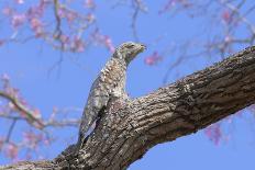 Great Potoo (Nyctibius Grandis) Perched And Camouflaged On A Pink Ipe Tree (Tabebuia Ipe)Pantanal-Luiz Claudio Marigo-Photographic Print