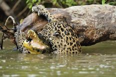 Jaguar killing Spectacled caiman in Piquiri River, Pantanal Mato Grosso, Brazil-Luiz Claudio Marigo-Laminated Photographic Print