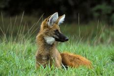 Maned Wolf (Chrysocyon Brachyurus) Looking Alert In Its Natural Habitat-Luiz Claudio Marigo-Photographic Print