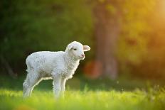 Cute Little Lambs with Sheep on Fresh Green Meadow during Sunrise-Lukas Gojda-Photographic Print