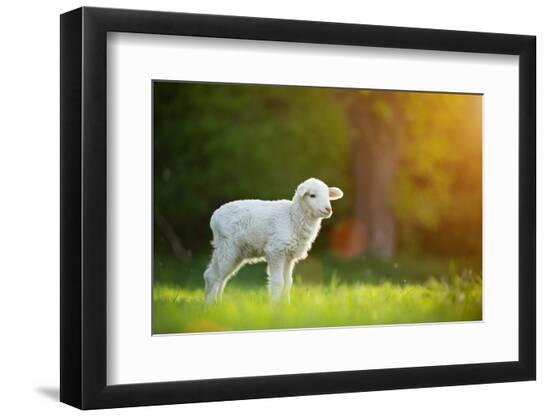 Premium Photographic Print, , large