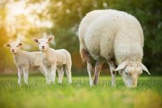 Cute Little Lambs with Sheep on Fresh Green Meadow during Sunrise-Lukas Gojda-Photographic Print