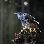 A Male Goshawk Feeding on Pheasant in Forest.-Lukas Gojda-Framed Stretched Canvas