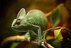 Veiled Chameleon (Chamaeleo Calyptratus) Resting on a Branch in its Habitat, Macro Photo.-Lukas Gojda-Photographic Print