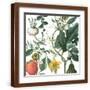 Brown Frame