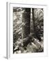 Lumb Valley, Yorkshire 1977 Calden Valley and Elmet Series-Fay Godwin-Framed Giclee Print