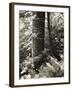 Lumb Valley, Yorkshire 1977 Calden Valley and Elmet Series-Fay Godwin-Framed Giclee Print