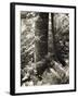 Lumb Valley, Yorkshire 1977 Calden Valley and Elmet Series-Fay Godwin-Framed Giclee Print